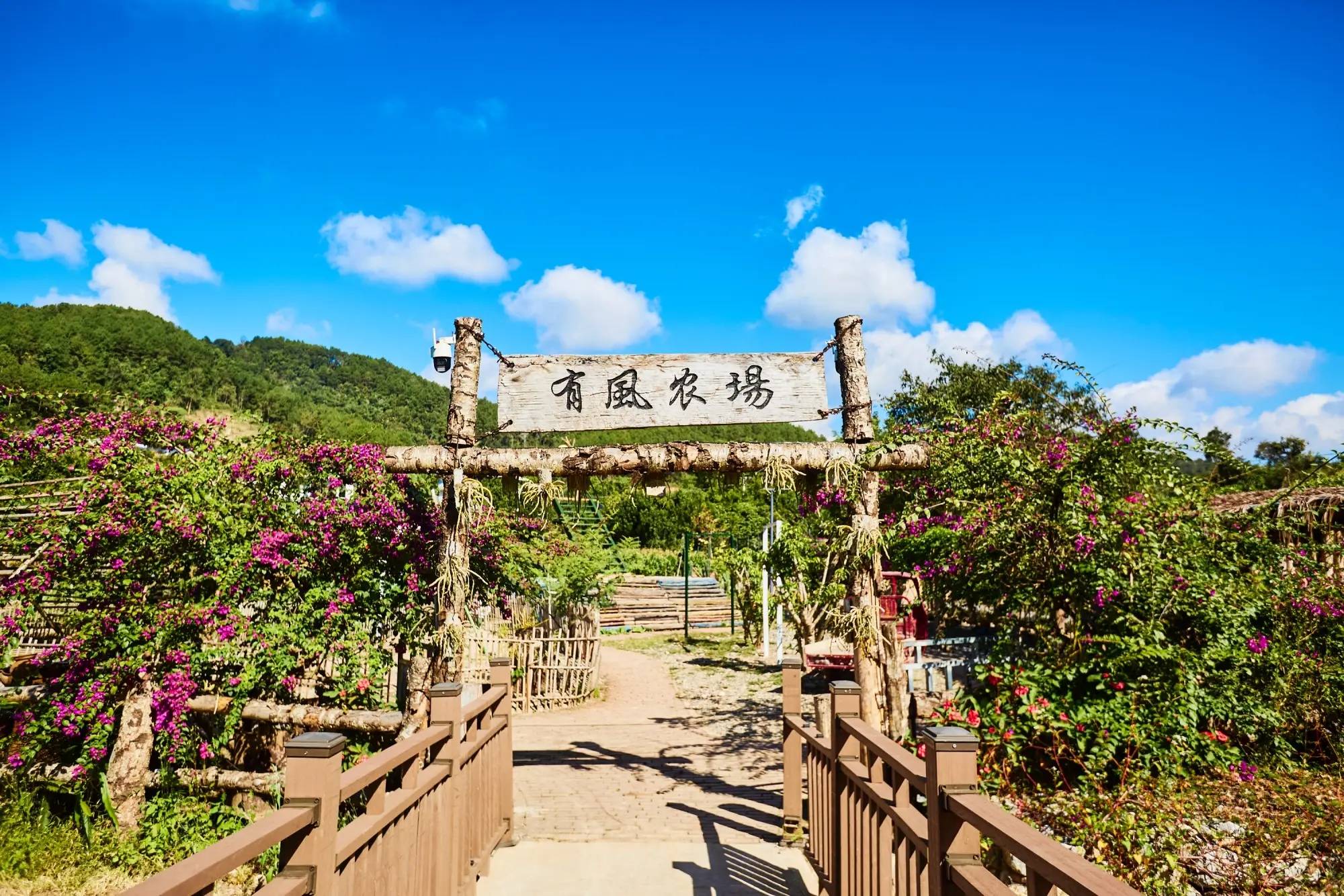 村云南本土与现代技艺交融的咖啡文化生活AG真人app普洱思茅南岛河村美丽星(图2)