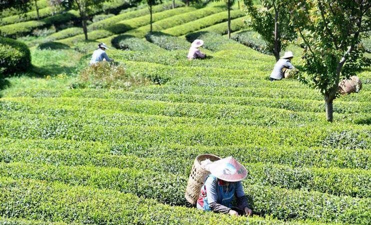 色食物一年涨170%中国拿下全球第一AG真人平台完胜英伟达和黄金这种绿(图4)